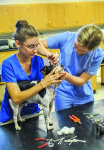 Torrey Perkins/The News Juniors Megan Libra and Rebecca Hinkle clean Rico’s ears at the annual Doggy Day Spa.