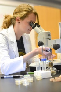 Ashley Munie, junior from Breese, Illinois, studies the interactions between the mechanisms of a bioluminescent gene and the cell recycling system in nematodes.