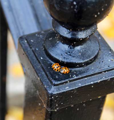 McKenna Dosier/The News This time of year Asian lady beetles can be found in every nook and cranny of campus seeking warmth from the environment. Asian lady beetles are commonly mistaken for ladybugs because of their polka-dotted shells. Students are encouraged to use lemon and citrus scented oils and cleaners to help deter the beetles from entering their rooms. 