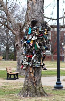 Nicole Ely/The News The Shoe Tree was moved just a few feet away from its previous location after becoming a safety concern, but the tree has moved a few times since the start of the tradition in the 1960s. 