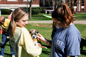 McKenna Dosier/The News Lizzie Shaylor, senior from Mayfield, Kentucky, petting one of the puppies up for adoption.